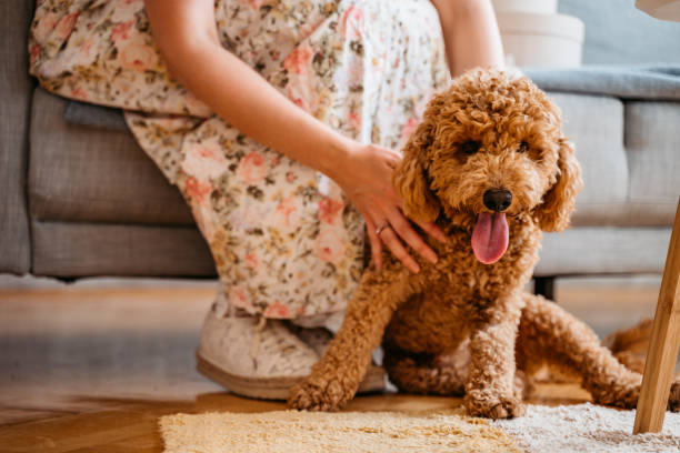Cute poodle enjoying in cuddling Cute poodle dog lying between woman's legs and enjoying cuddling. labradoodle stock pictures, royalty-free photos & images