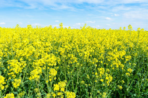 istock Flowering rapeseed. Yellow flowers of oilseed rape. 1327518607
