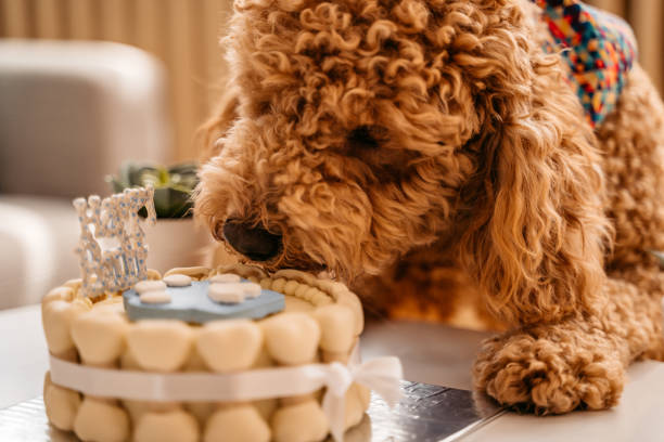 istock Cute dog eating birthday cake 1327518611