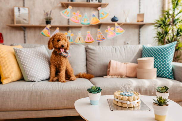 istock Cute dog celebrating birthday at home 1327518718