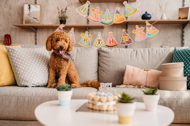 Cute dog celebrating birthday at home