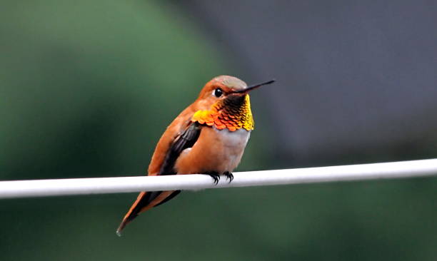 istock Rufous Male Hummingbird 1327520237
