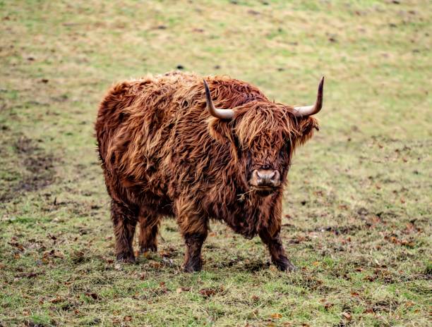 istock Highland Cow In Winter. 1327521288