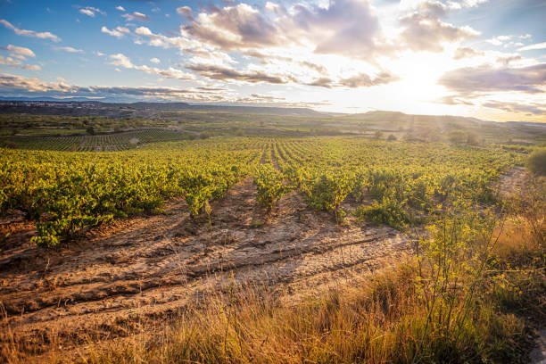 istock Rioja vineyards at sunset 1327522415