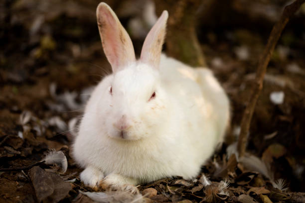 istock Calm white rabbit lying down on the soil in the garden. 1327522686