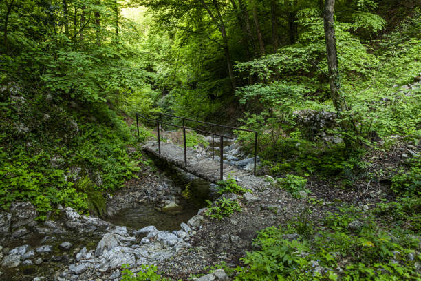 istock The bridge in the wood 1327523430