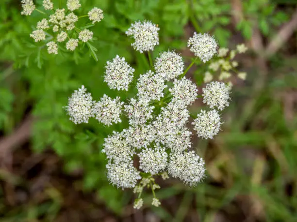 Closeup detail of flowers of Conium maculatum aka Poison hemlock. Dark pink stamens visible.