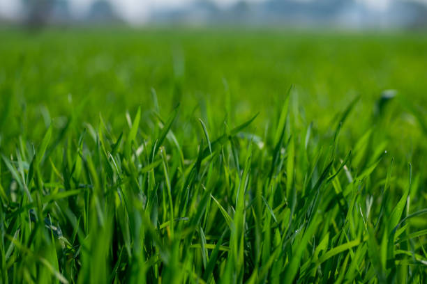 istock Young wheat plants growing on the soil 1327523911