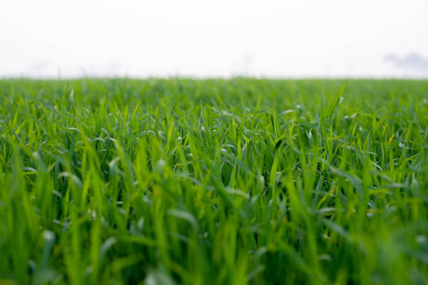 istock Young wheat plants growing on the soil 1327524761
