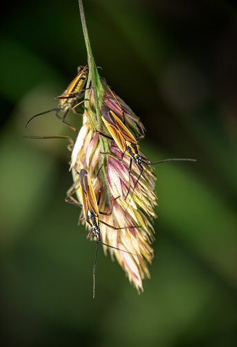 Leptopterna dolabrata, aka Meadow plant bugs aka Mirid bugs on grass seedhead. Miridae family. Vertical shot.