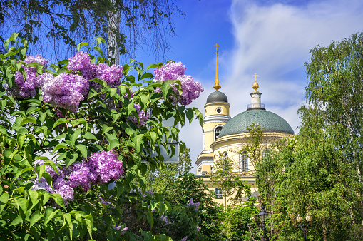 Lilac flowers and the dome of the Big Ascension Church near Nikitsky Boulevard in Moscow on a summer sunny day