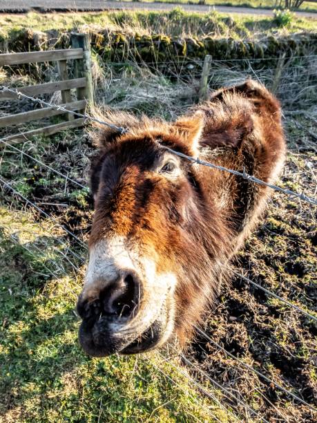 istock Donkey Reaching Through The Fence. 1327524988