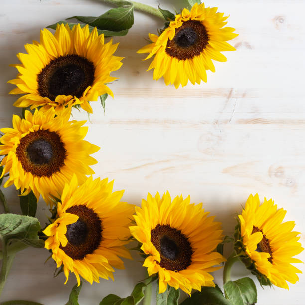 istock Border of sunflowers 1327525080