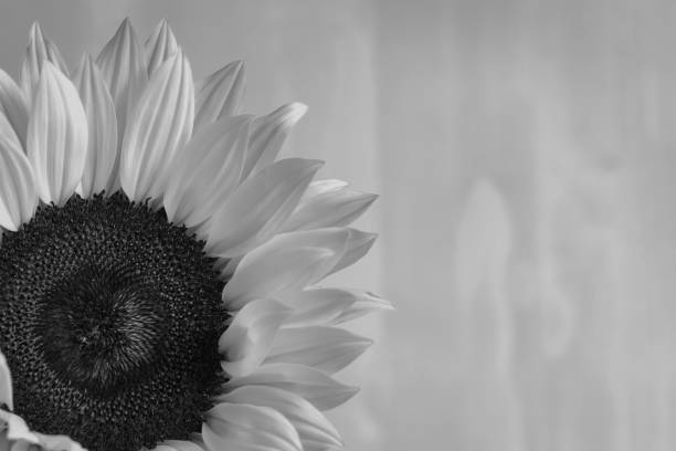 istock close up black and white sunflower 1327525109