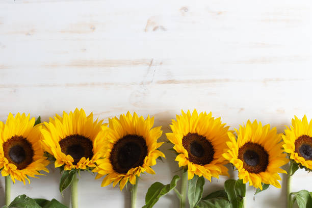 Border of sunflowers on white wood Border of yellow sunflowers on white wood background with copy space august stock pictures, royalty-free photos & images