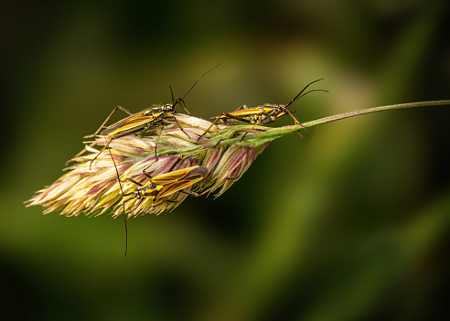 Leptopterna dolabrata, aka Meadow plant bug aka Mirid bug on grass seedhead. Miridae family.