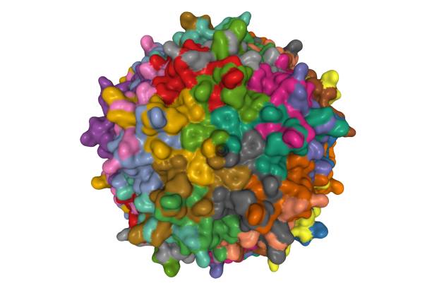 kristallstruktur des adenoassoziierten virus serotyp 3b - serotype stock-fotos und bilder