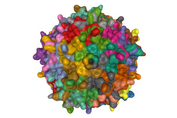 structure cristalline du sérotype 3b du virus adéno-associé - serotype photos et images de collection