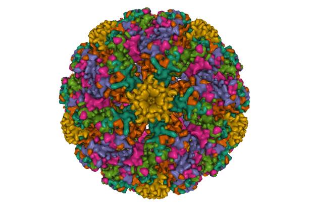 istock Pseudo-atomic structure of human papillomavirus type 59 1327526097