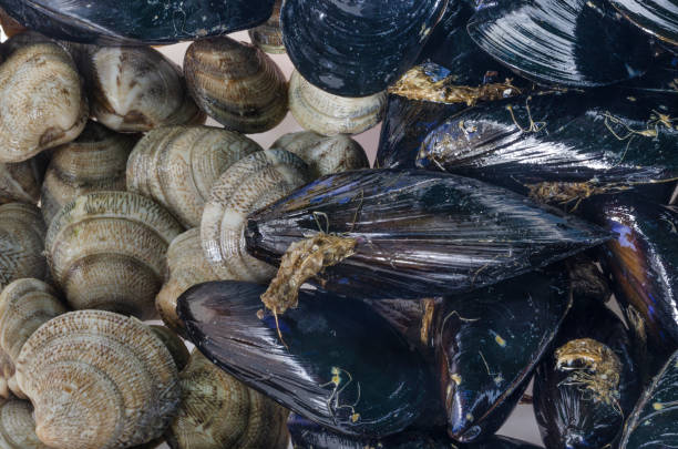 Clams and mussels stock photo