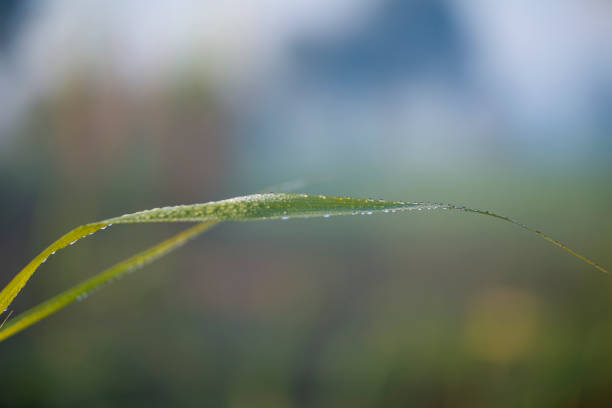 Sugarcane leaves in blue sky background.