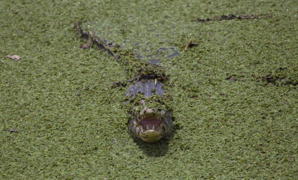 Closeup of Black Caiman (Melanosuchus niger) jaw wide open showing teeth in field of green swamp Transpantaneira, Pantanal, Brazil. stock photo