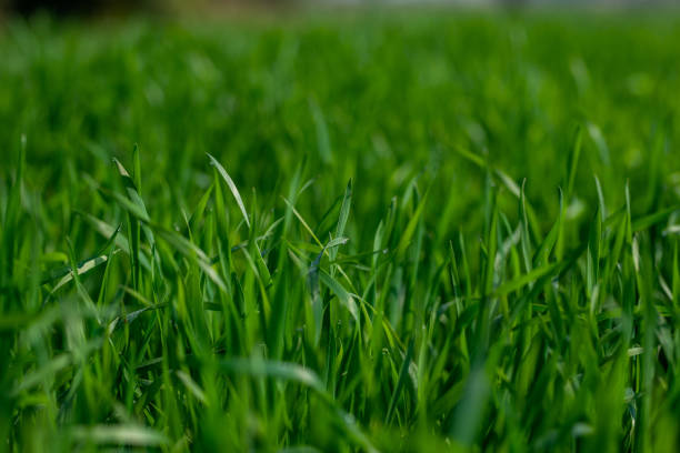 istock Young wheat plants growing on the soil. 1327527871