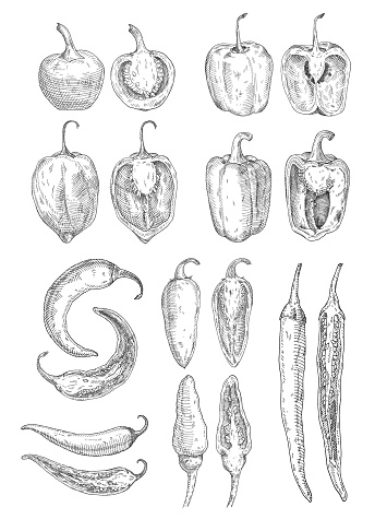 Set whole and half different type pepper chilli. Cayenne, cherry, chili, rocoto, tabasco, bell, jalapeno, habanero. Vector vintage hatching color illustration isolated on white