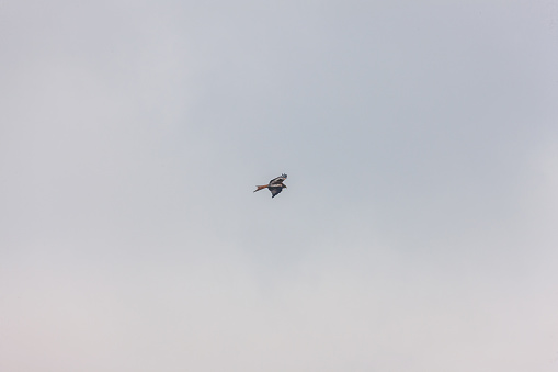 Red kite in flight