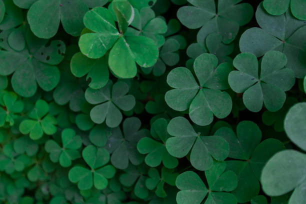 istock Three-leaf clovers together and none of four leaves forming a green background with different shades referring to luck or bad luck. Mention of spring, flowering and colored backgrounds. 1327532644