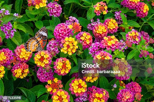 Lantana (rodu Lantana, bohaté kvetení, čeledi sporýšovitých, čeledi sporýšovitých Verbenaceae) Lantana