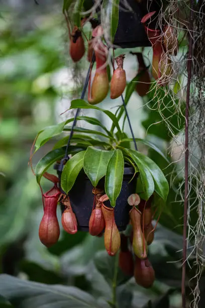 Nepenthes carnivorous tropical plant hanging from a tree in the greenhouse on a blurred background with selective focus. The picture was taken in the botanical garden. Moscow, Russia.