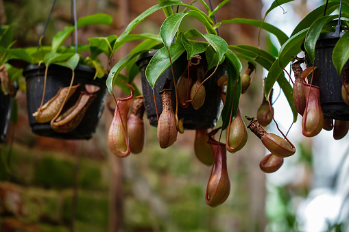 Nepenthes carnivorous tropical plant hanging from a tree in the greenhouse on a blurred background with selective focus. The picture was taken in the botanical garden. Moscow, Russia.