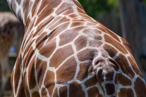 istock Rear, back view of a reticulated giraffe 1327536841