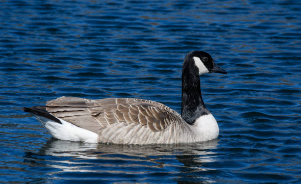 istock A Canada Goose swimming on a lake 1327537399