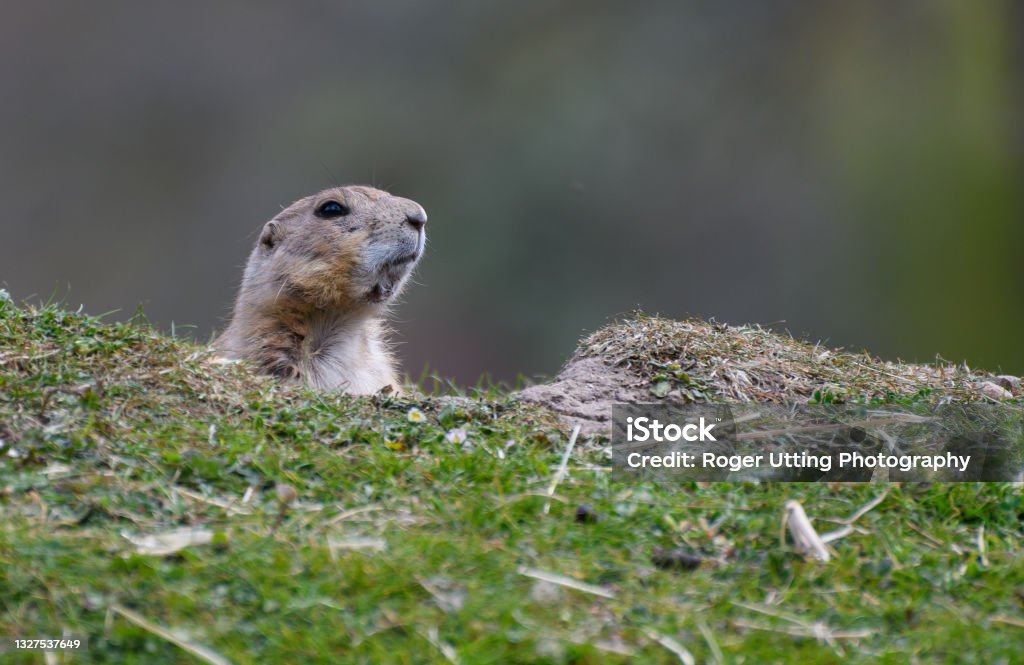 A portrait of a Black Tailed Prarie Dog Animal Stock Photo