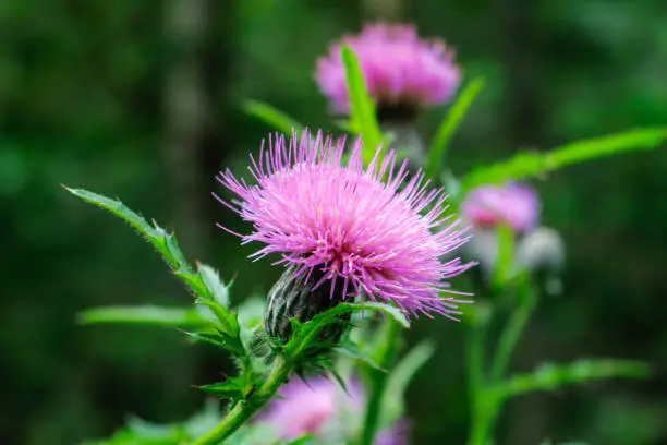 Thistle flowers growing in the wild.