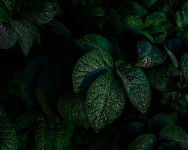 istock Lush green leaves 1327538772