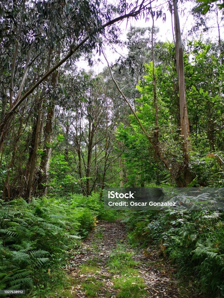 Galician forest Forest landscape in Sada, A Coruña, Galicia, Spain. Path in the forest surrounded by trees and vegetation. Tropical Climate Stock Photo