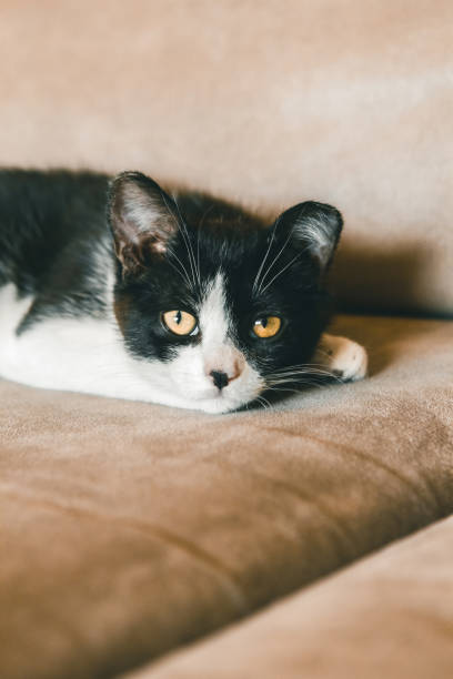 istock Black and white kitten close-up. 1327539022