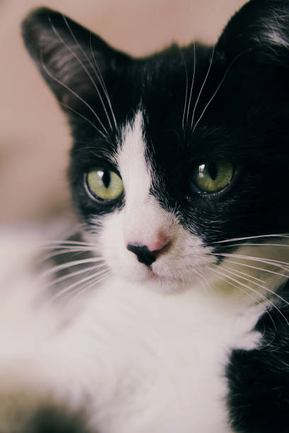 istock Black and white kitten close-up. 1327539570