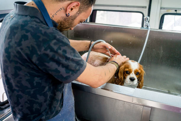 istock Grooming the spaniel in pet grooming track 1327539581