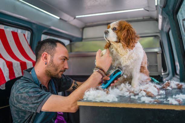 istock Grooming the spaniel in pet grooming track 1327539835