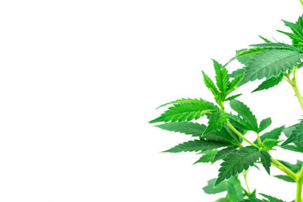 istock Leafy Cannabis plants isolated on white with copy space 1327540475