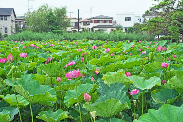 istock Flower of the lotus 1327541493