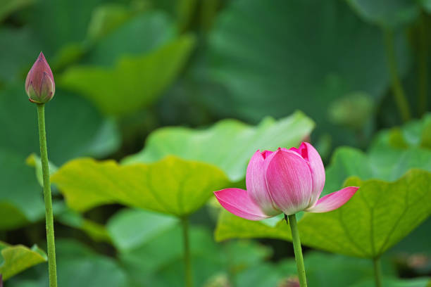 istock Flower of the lotus 1327542044