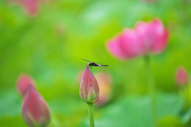 Flower of the lotusLotus Flower