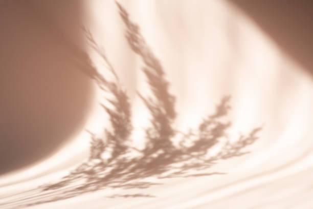 istock Pampas grass natural shadows on a beige wall or table. Floral silhouette on beige background 1327545527