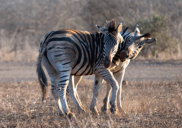 istock Zebra stallions biting each other while fighting during golden hour in southern Africa 1327547515