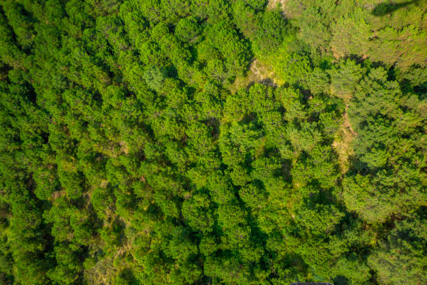 istock Top view of a young green forest in spring or summer 1327547681
